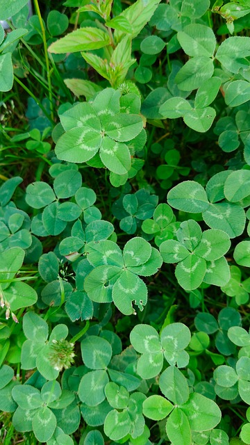 Trevo, Sorte, Natureza, Verde, Símbolo
