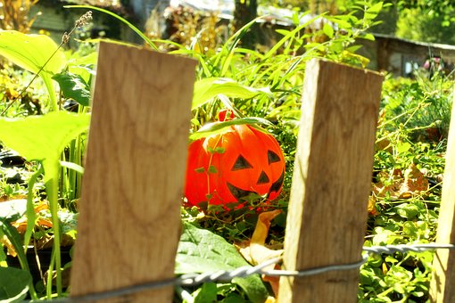 Free Decorative Pumpkins Mini Pumpkins photo and picture