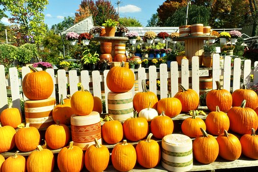 Free Pumpkin Patch Pumpkins photo and picture