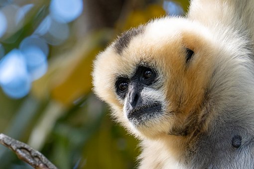 Free Monkey Nature photo and picture