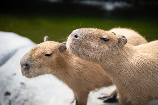 Free Capybara Nature photo and picture