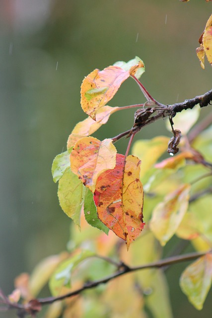Free Autumn Leaves photo and picture