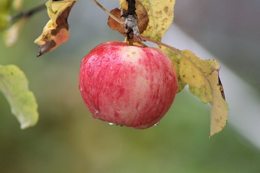 Free Apple Fruit photo and picture