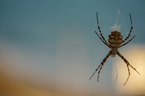 Free Macro Spider photo and picture