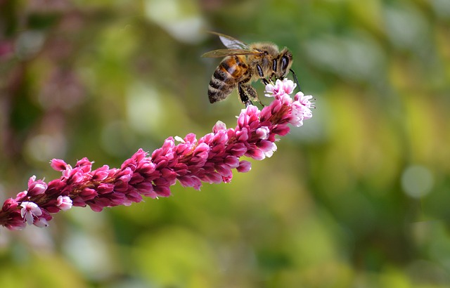 Acandle Insect Candle Knotweed Bee Insect Honey - Free photo on Pixabay