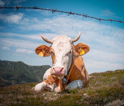 Free Cow Mountains photo and picture