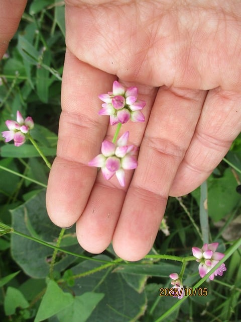 Flor, Natureza, Floresta, Japão, Rosa