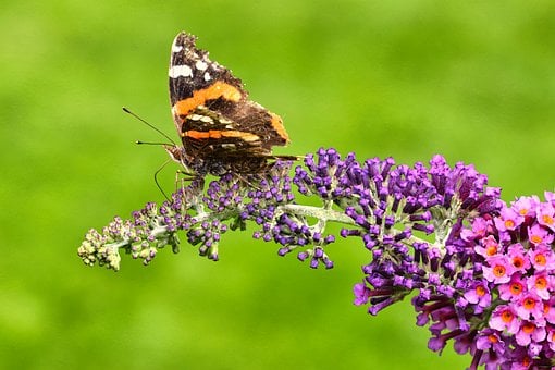 Free Butterfly Admiral photo and picture