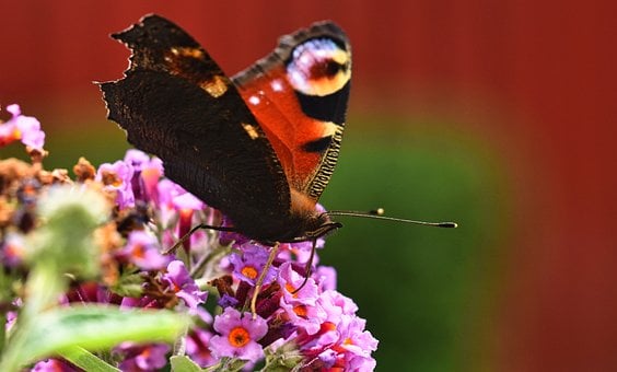 Free Butterfly Admiral photo and picture