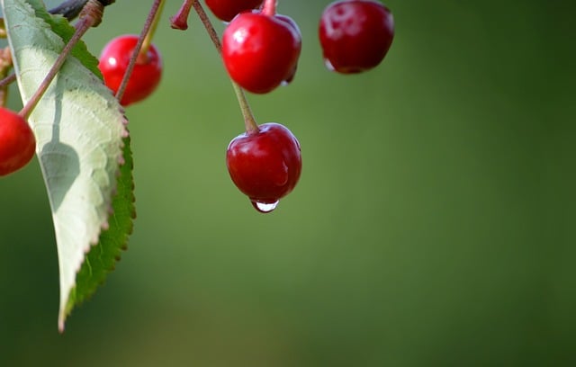 Download free HD stock image of Cherries Nature Background Free Cherries Nature Background photo and picture