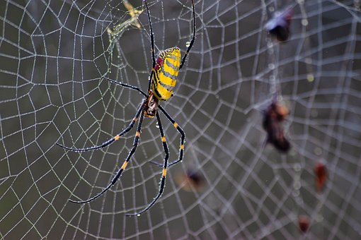 Joro Edderkop, Edderkop, Arachnid, Web