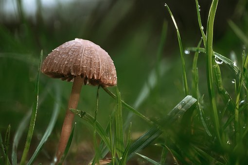 Free Mushroom Fungi photo and picture