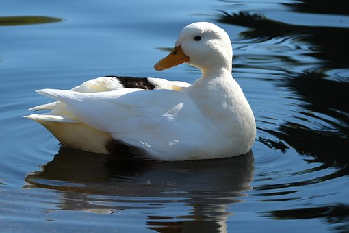 Free Duck Bird photo and picture