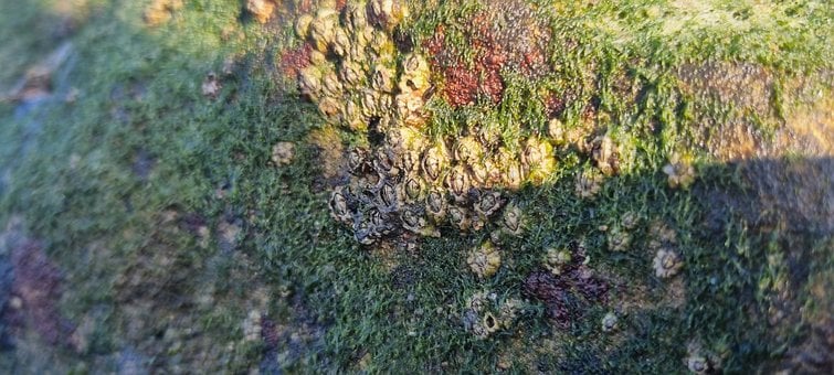 Coral, Natura, Mare, Ocean, Recif, Plajă