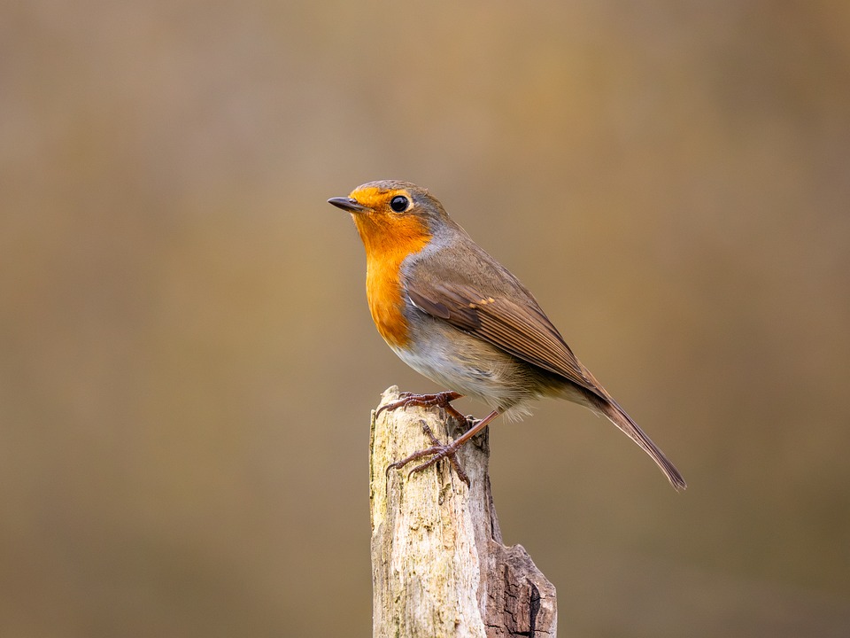 Robin Bird Nature - Free photo on Pixabay