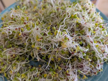 Free Microgreens Sprouts photo and picture