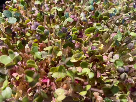 Free Mustard Nature photo and picture