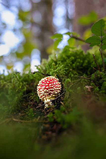 Free Toadstool Mushroom photo and picture