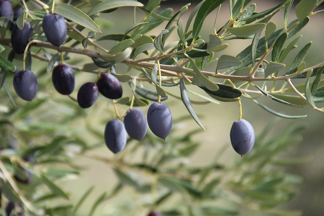 Free Olives Olive Tree photo and picture