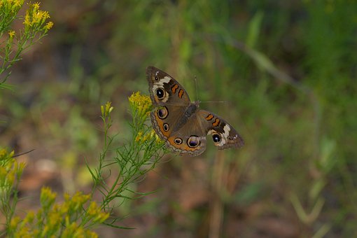 Buckeye, Natureza, Borboleta, Inseto