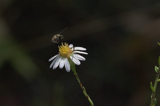 Voe, Natureza, Inseto, Verão, Bloom