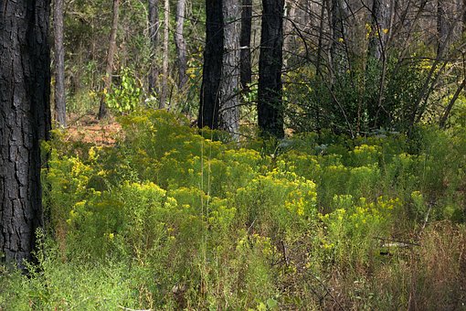 Panorama, Cenário, Natureza, Flora, Flor