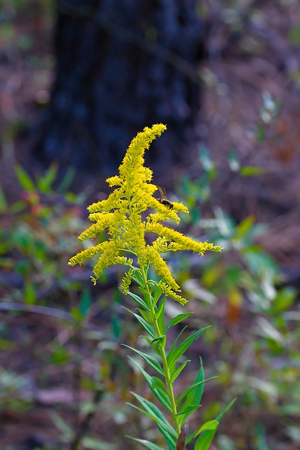 Natureza, Outubro, Flor, Bloom