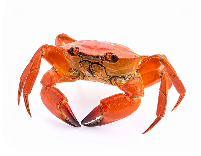 Krabbe, Meer, Krebstier, Tier, Ozean
