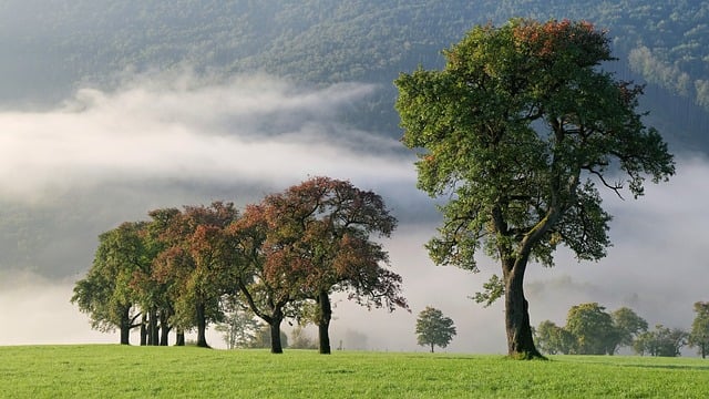 Natureza, Panorama, Cair, Foto De Outono