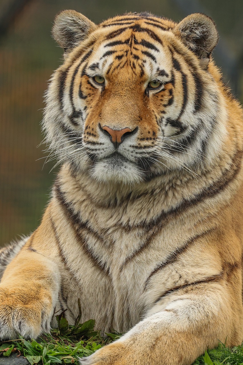 Tiger Nature Animal - Free photo on Pixabay