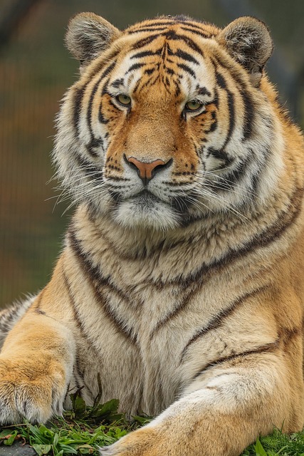 Tiger Nature Animal - Free photo on Pixabay