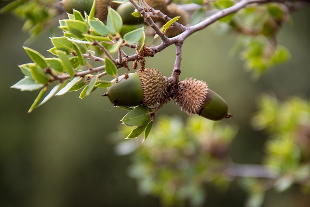 Free Acorn Oak photo and picture