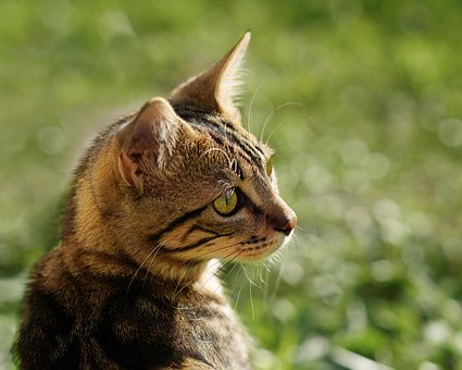 Pisica, Portret, Uite, Tapet Hd, Drăguţ