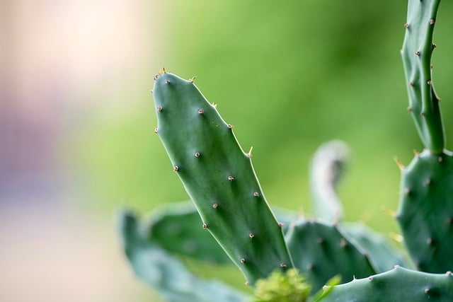绿植, 植物, 花, 自然, 仙人掌, Succulents, 风景, 景观