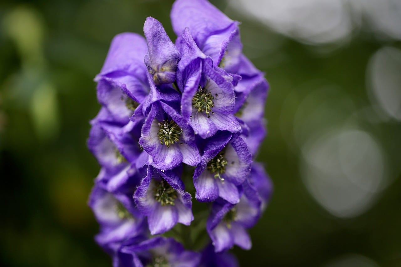 Blue Iron Hat Aconitum Poisonous - Free photo on Pixabay