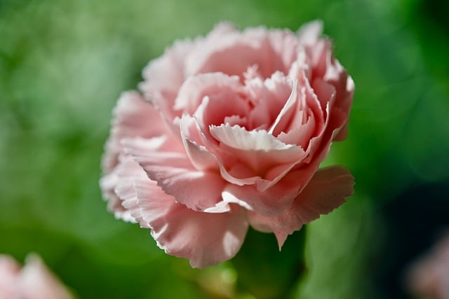 Free Carnation Flower Wallpaper photo and picture