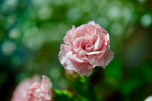 Free Carnation Flower photo and picture