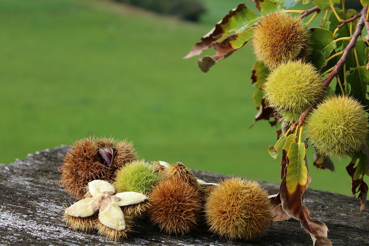 Chestnuts Nature - Free photo on Pixabay