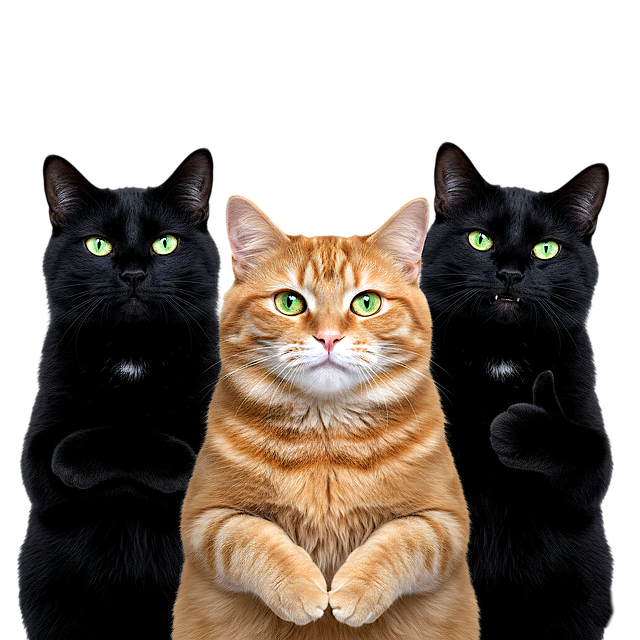 Free cats domestic animal kitten illustration