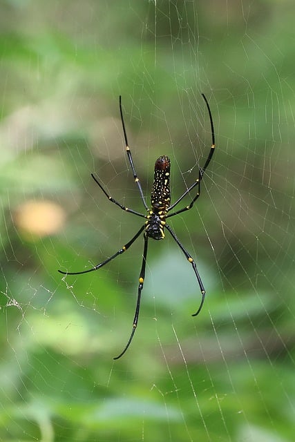 Free Nephila Pilipes Giant Golden Orb-Weaver photo and picture