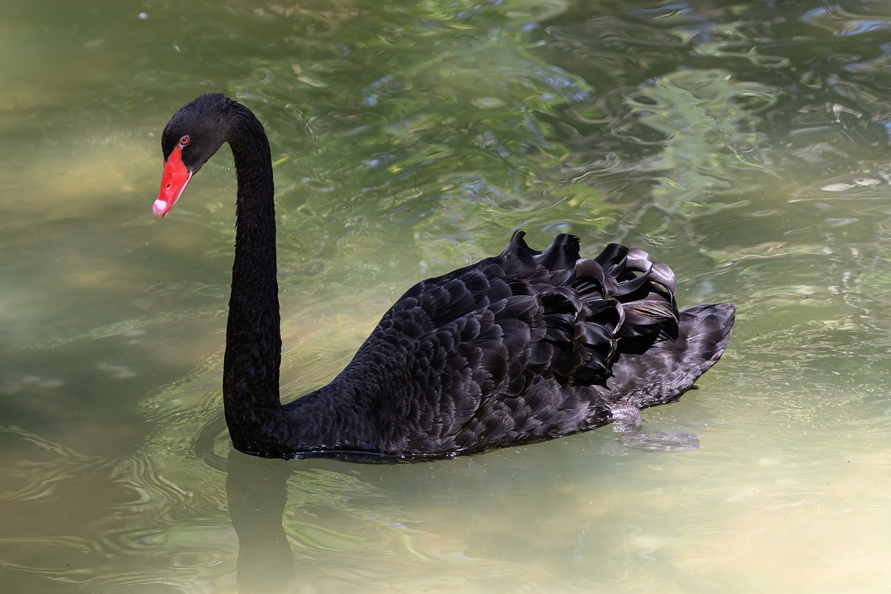 블랙 스완Black Swan 이론의 뜻과 특징