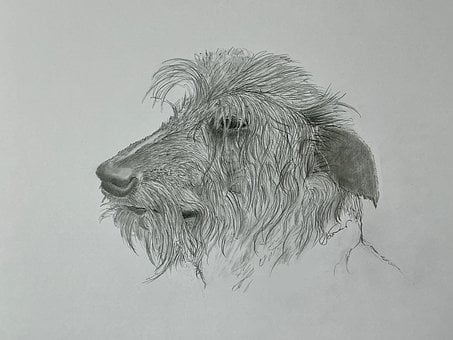 Free Dog Wolfhound photo and picture