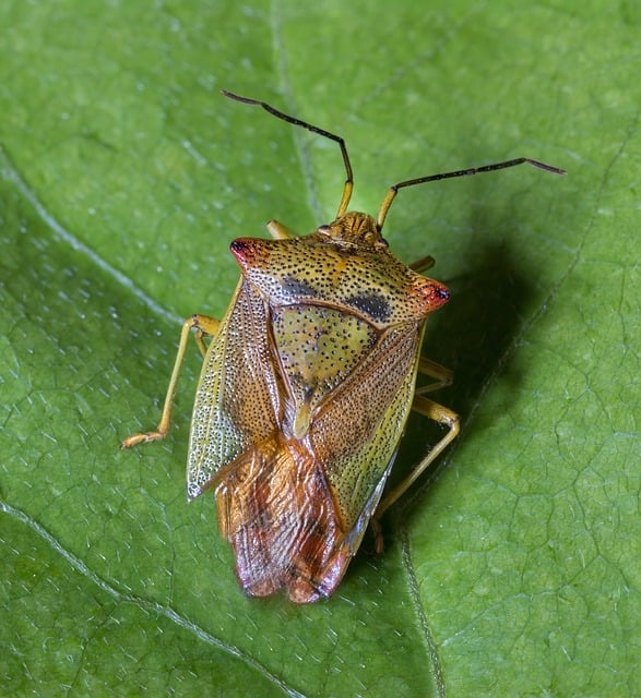 sheild-bug-9885417_640.jpg