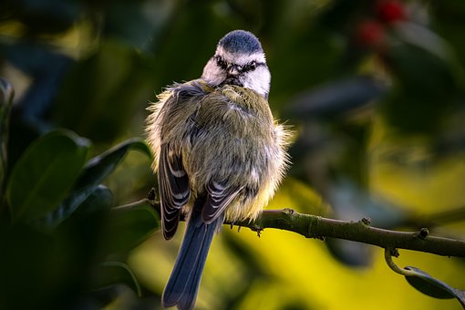 Free Bird Nature photo and picture