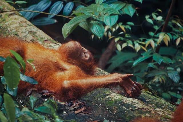 Free Orangutan Indonesia photo and picture