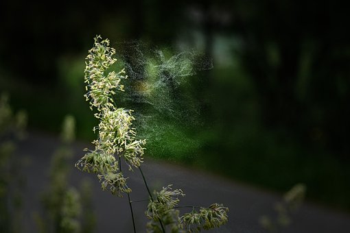 Free Pollen Air photo and picture