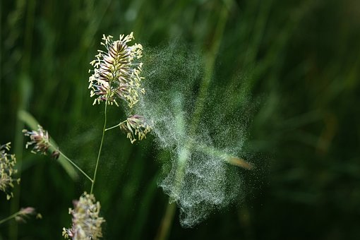 Free Pollen Air photo and picture
