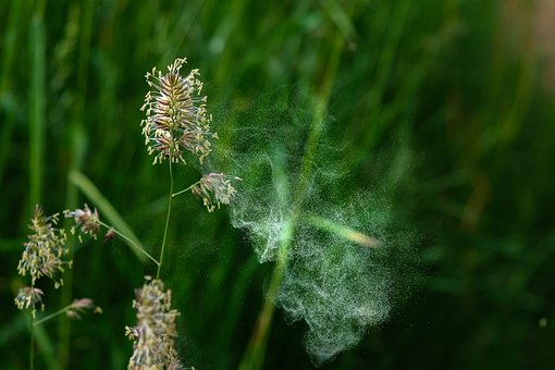 Free Pollen Air photo and picture