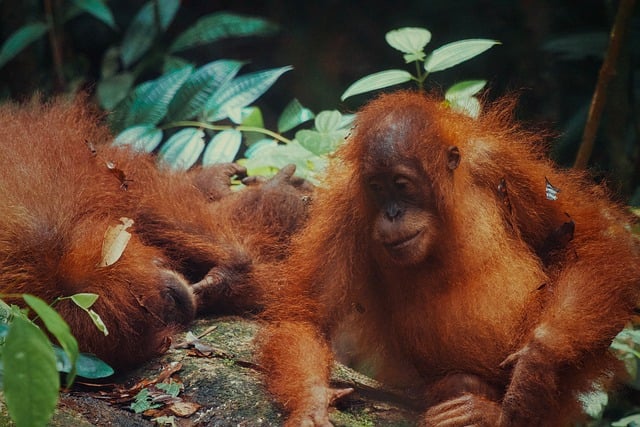 Free Orangutan Indonesia photo and picture
