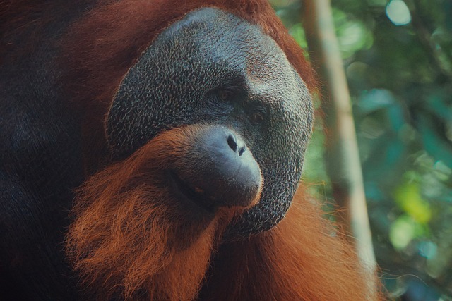 Free Orangutan Indonesia photo and picture